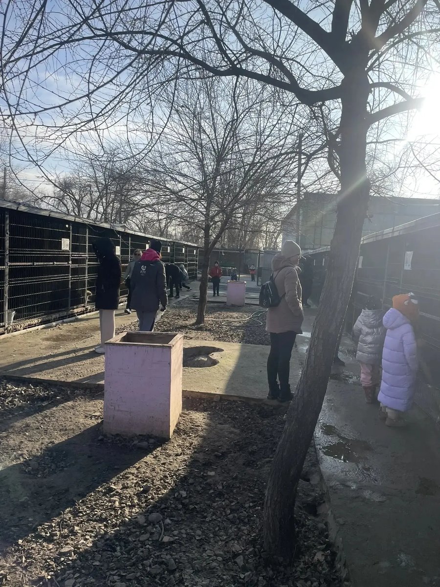 На выходных учащиеся 1 "А" класса и 5 "Г" класса вместе со своими классными руководителями посетили приют для бездомных животных